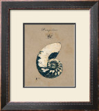 Vintage Linen Nautilus Print by Regina-Andrew Design 