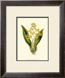 Orchid Array I Prints by Drake 