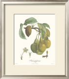 Pears, Frangipane Art by Francois Langlois