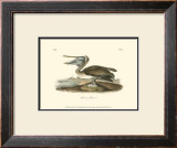 Brown Pelican Posters by John James Audubon