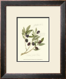 Gaeta Olives Posters by Elissa Della-piana
