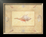 Shells II Prints by Bell 