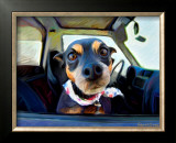 Little Dobie Posters by Robert Mcclintock