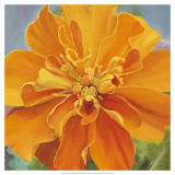 Just a Marigold Print by Bethany Winslow