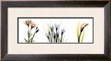 Multi-Color Floral I Prints by Albert Koetsier