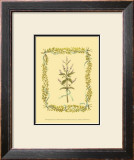 Peppermint Poster by Wendy Russell