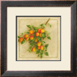 Abricots du Roussillon Prints by Vincent Perriol