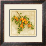 Abricots de Nancy Posters by Vincent Perriol