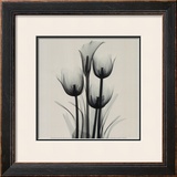 Tulips and Arum Lily Poster by Marianne Haas