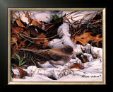 Winter Junco Art by Russ Cobane