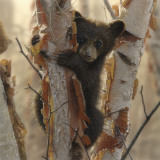 Collin Bogle - Curious Cub II Obrazy