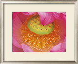 Pink Lotus Flower Poster by Joanne Wells