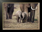 Baby Elephant, Masa Mara, Kenya Print by Anup Shah