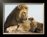Lion Cub and Male Adult, Kenya Posters by Suzi Eszterhas