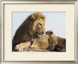 Lion Cub and Male Adult, Kenya Posters by Suzi Eszterhas