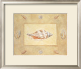 Shells I Posters by Bell 