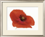 Poppy Poster by Cédric Porchez