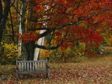 Empty Bench under Maple Tree, Twin Ponds Farm, West River Valley, Vermont, USA Photographic Print by Scott T. Smith