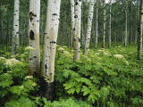Cow Parsnip Growing in Aspen Grove, White River National Forest, Colorado, USA Photographic Print by Alison Jones Cow Parsnip Growing in Aspen Grove, White River National Forest, Colorado, USA Photographic Print by Alison Jones