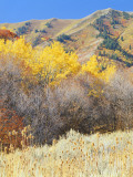 Forest in Autumn, Wellsville Mountains, Wasatch-Cache National Forest, Utah, USA Photographic Print by Scott T. Smith