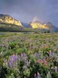 Meadow of Wildflowers Near Lake Sherbourne in Glacier National Park, Montana, USA Photographic Print by Chuck Haney