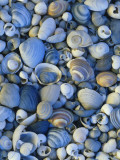Shells of Freshwater Snails and Clams on Shore of Bear Lake, Utah, USA Photographic Print by Scott T. Smith
