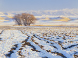Plowed Field and Willows in Winter, Bear River Range, Cache Valley, Great Basin, Utah, USA Photographic Print by Scott T. Smith