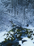 Spring-Fed Creek in Winter, Wasatch-Catch National Forest, Utah, USA Photographic Print by Scott T. Smith