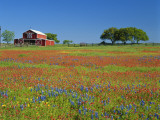 Texas Paintbrush Flowers and Red Barn in Field, Texas Hill Country, Texas, USA Lámina fotográfica por Alison Jones
