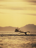 View of Humpback Whale Tail and Fishing Boat, Inside Passage, Alaska, USA Photographic Print by Stuart Westmoreland
