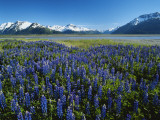 Lupine and Kenai Mountains, Kenai National Wildlife Refuge, Alaska, USA Photographic Print by Alison Jones
