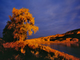 Large Cottonwood Catches Morning Light on the Missouri River, Montana, USA Lámina fotográfica por Chuck Haney Large Cottonwood Catches Morning Light on the Missouri River, Montana, USA Lámina fotográfica por Chuck Haney
