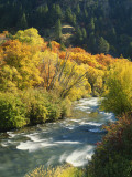 Maples and Birches Along Blacksmith Fork River, Wasatch-Cache National Forest, Utah, USA Photographic Print by Scott T. Smith