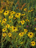 Black Eyed Susans Wildflowers, Neil Smith Nwr, Iowa, USA Photographic Print by Chuck Haney
