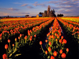 Commercial Tulip Field in the Skagit Valley, Washington, USA Photographic Print by Chuck Haney