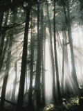 Sunbeams Streaming Through Trees, Mt. Rainier National Park, Washington, USA Photographic Print by Alison Jones
