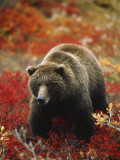 Grizzly Bear Standing Amongst Alpine Blueberries, Denali National Park, Alaska, USA Photographic Print by Hugh Rose