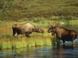 Moose Standing by Wonder Lake, Denali National Park, Alaska, USA Photographie par Hugh Rose