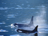 Killer Whales Feeding in Johnstone Strait, British Columbia, Canada Photographic Print by Inger Hogstrom