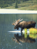 Bull Moose Wading in Tundra Pond, Denali National Park, Alaska, USA Photographie par Hugh Rose