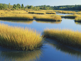 Reeds Growing in Marsh, Maine, USA Photographic Print by Scott T. Smith