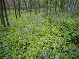 Virginia Bluebells Growing in Forest, Jessamine Creek Gorge, Kentucky, USA Photographic Print by Alison Jones