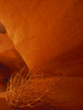 Tumbleweed on Ledge in Antelope Canyon, Page, Arizona, USA Photographic Print by Alison Jones