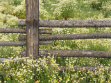 Wild Chamomile Growing around Log Fence Photographic Print by Alison Jones