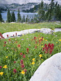 Boulders Amid Wildflowers, Ryder Lake, High Uintas Wilderness, Wasatch National Forest, Utah, USA Photographic Print by Scott T. Smith
