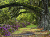 Coast Live Oaks and Azaleas Blossom, Magnolia Plantation, Charleston, South Carolina, USA Photographic Print by Alison Jones