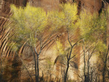 View of Cottonwoods and Canyon Wall in Spring, Glen Canyon National Recreation Area, Utah, USA Lámina fotográfica por Scott T. Smith View of Cottonwoods and Canyon Wall in Spring, Glen Canyon National Recreation Area, Utah, USA Lámina fotográfica por Scott T. Smith