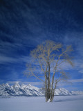 Bare Tree in Snowy Landscape, Grand Teton National Park, Wyoming, USA Photographie par Scott T. Smith