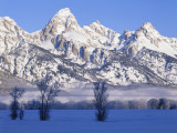 Snowcapped Mountains and Bare Tree, Grand Teton National Park, Wyoming, USA Photographic Print by Scott T. Smith