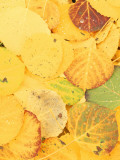 Wet Aspen Leaves in Autumn, Gunnison National Forest, Colorado, USA Photographic Print by Scott T. Smith